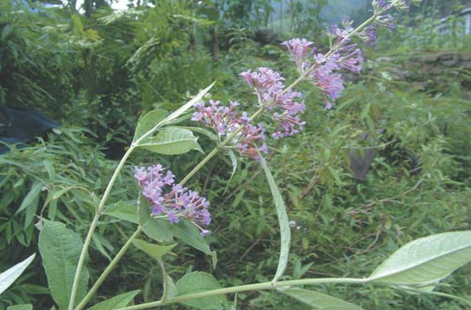 白雌花